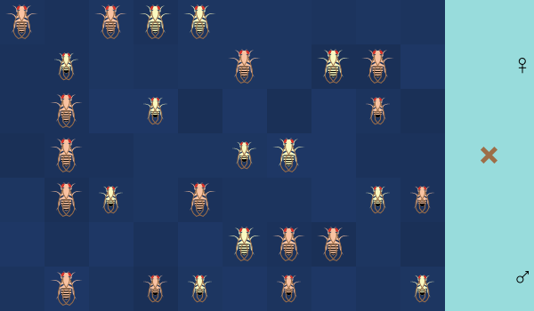 Genetic Linkage Analysis in Drosophila preview image